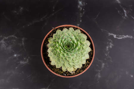 Sempervivum tectorum in pot with black marble-like background, overhead viewの写真素材