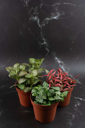 Set of Fittonia in a pot with a black marble-like background, top viewの写真素材
