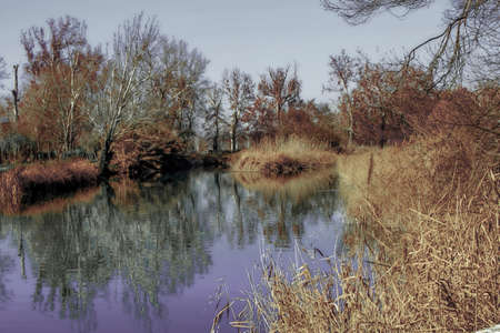 Pond in the woods with some bushes reflected in the water and bushes that add a touch of color to a winter scene.の写真素材