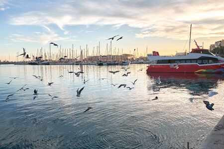 meeting of pigeons in the portの写真素材