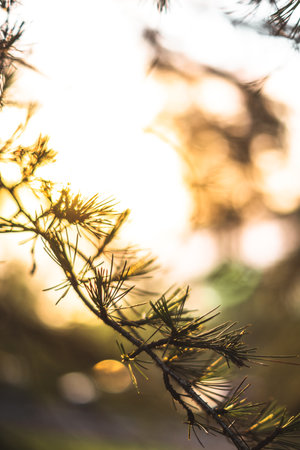 Pine branches with needles in the rays of the setting sun.