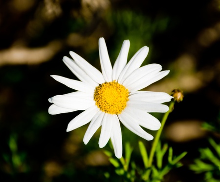 Close up of an Oxeye Daisy flowerの写真素材