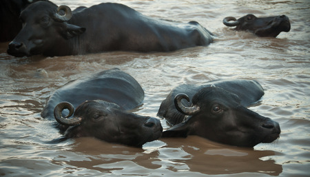 Sacred cows having a bath in river Ganga, Varanasi, Indiaの写真素材