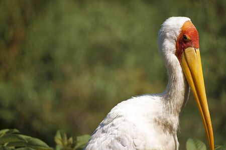 Pelicanの写真素材