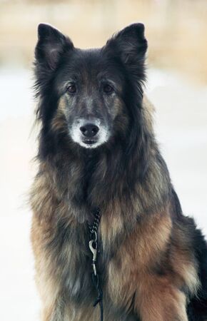 dog winterの写真素材