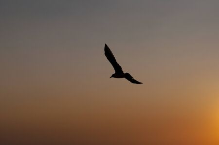 Eagle sunset sky red fly freeの写真素材