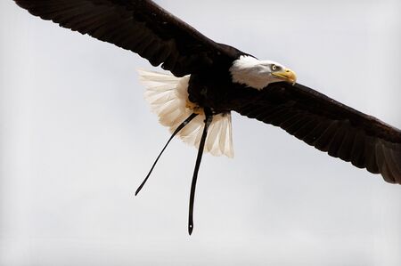 Eagle fly in the whit skyの写真素材