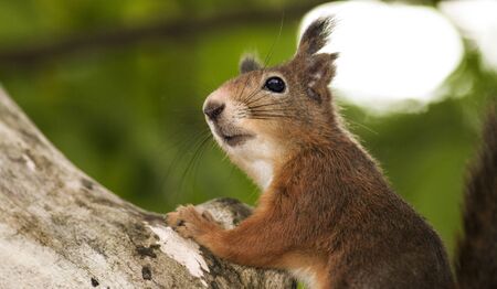 Squirrel in the green treeの写真素材