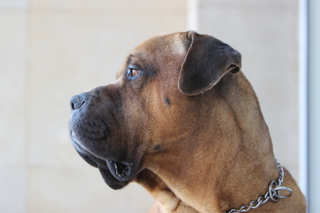 Tosa Inuの写真素材