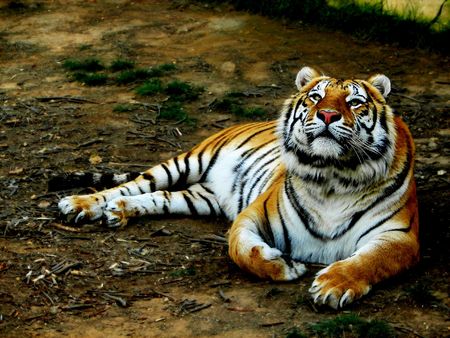 Tigerの写真素材