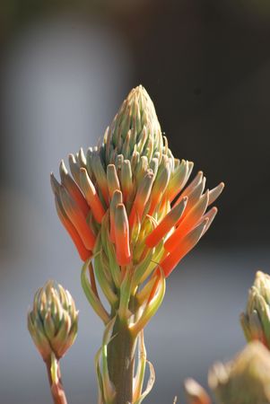 aloe vera bloomの写真素材