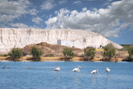 Flamingos in the lagoonの写真素材