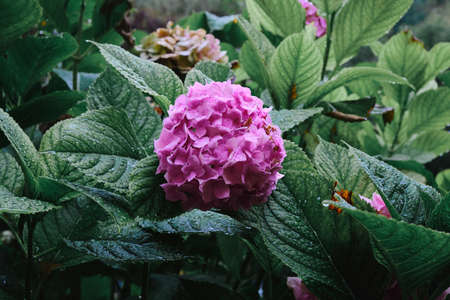 flowers and plants