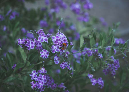 flowers and plants