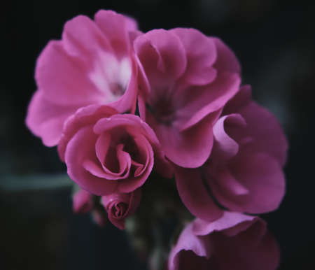 flowers and plants