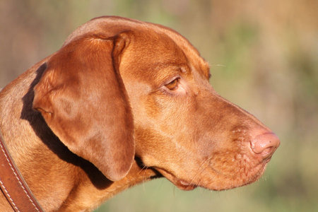Hungarian pointer dog