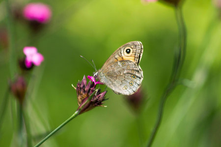 Spring Collectionの写真素材