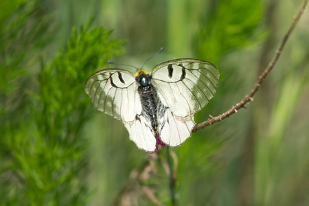 Spring Collectionの写真素材
