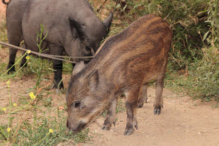 wild boar calf, eating with its motherの写真素材