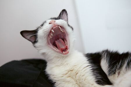 domestic cat kitten yawningの写真素材