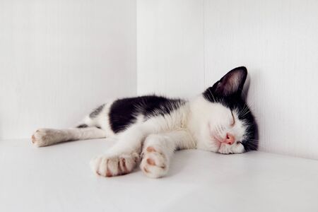 domestic cat kitten sleepingの写真素材