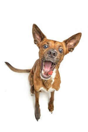 brown dog in studio with white background