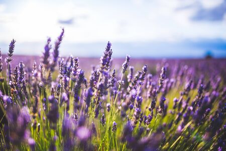 lavender flower on Selective focus landscape in Brihuega, Spain.の写真素材