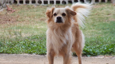 dog with attitudeの写真素材