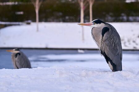 birds heron in winter walking in the snowの写真素材