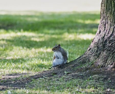 squirrel under the tree watching around on the grassの写真素材