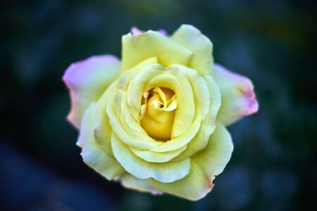 walking around the park and taking flowers