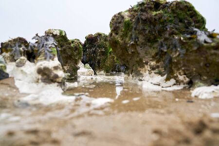 Nice cliff in the beach build with seaweedの写真素材