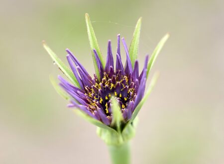 macro photo of needle flowerの写真素材