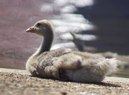 baby swan relaxed on the grass next to the waterの写真素材