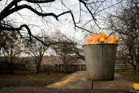 bucket with pumpkinの写真素材