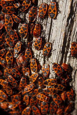 Fire bug