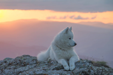 Beautiful white samoyed dog standing on a rock in the sunset lightの写真素材
