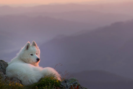 Beautiful white samoyed dog standing on a rock in the sunset lightの写真素材