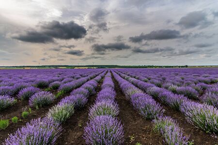 Beautiful dramatic stormy sky with white clouds over a field of lavender and wind turbines, Gorun, Bulgariaの写真素材