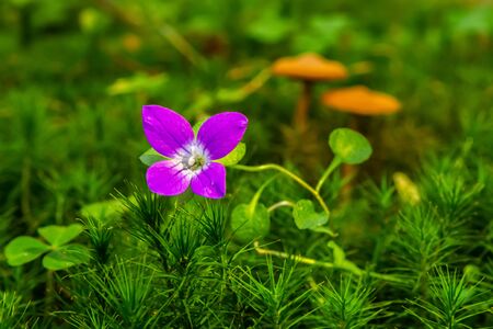 Beautiful violet flower in the grass on a green background, Sfanta Ana, Harghita, Romaniaの写真素材