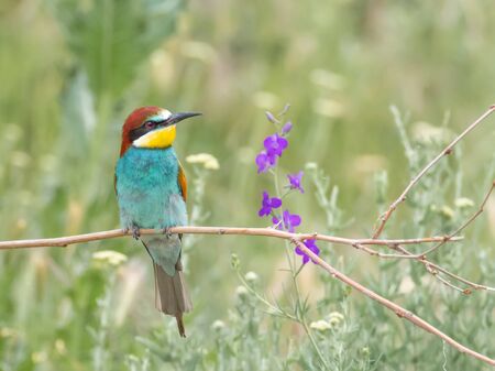 European Bee-eater, beautiful colored bird sitting on a twig in a green background, Merops apiaster,...