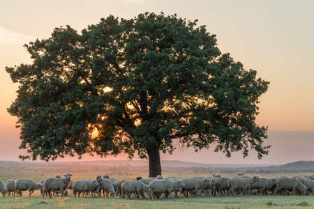 Beautiful rural landscape with a flock of sheeps and a big lonely tree in the setting light of golden hour, Dobrogea, Romaniaの写真素材