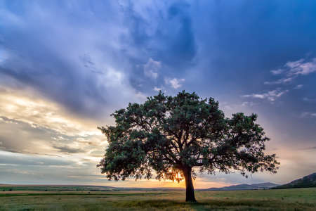Beautiful landscape with a lonely tree in a field, the setting sun shining through branches and storm clouds, Dobrogea, Romaniaの写真素材