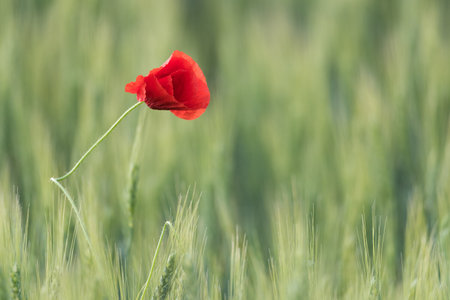 Closeup of a beautiful red poppy in a wheat green field in the summer, Dobrogea,Romaniaの写真素材