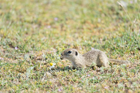 Cute European ground squirrel running on a field of green grass,Spermophilus citellus