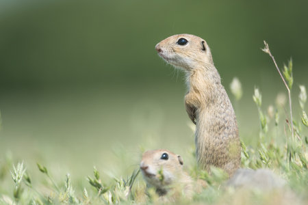 Two cute European ground squirrels standing and watching on a field of green grass,Spermophilus citellusの写真素材