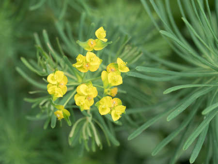 Closeup of a beautiful yellow wild flower on a green backgroundの写真素材