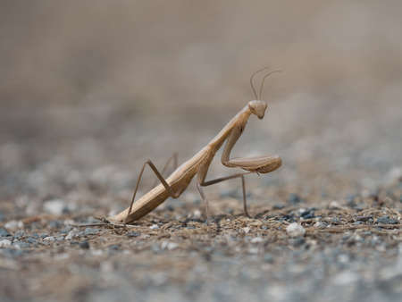 Beautiful brown and cream colored insect, Mantis religiosa, Mantidaeの写真素材