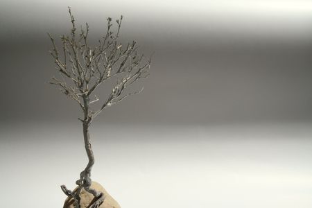 Silver tree grown from a stoneの写真素材