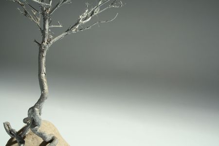 Silver tree grown from a stoneの写真素材